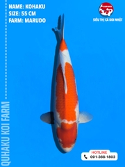 1694 - Kohaku - Marudo - 55cm - 1Y