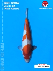1703 - Kohaku - Marudo - 55cm - 1Y