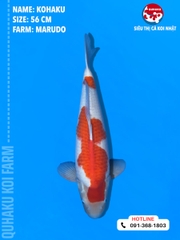 1704 - Kohaku - Marudo - 56cm - 1Y