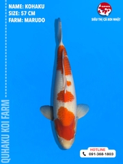 1695 - Kohaku - Marudo - 57cm - 1Y