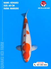 1706 - Kohaku - Marudo - 60cm - 1Y