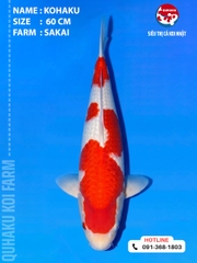 1913 - Kuhaku - 60cm - Sakai