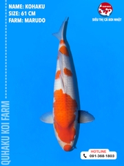 1698 - Kohaku - Marudo - 61cm - 1Y