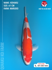 1454 - Ginrin Kohaku - Marudo - 61cm - 3Y