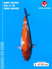1696 - Kohaku - Marudo - 61cm - 1Y