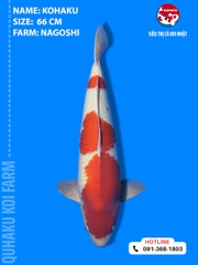 1910 - Kuhaku - 66cm - Nagoshi