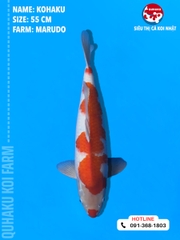 1700 - Kohaku - Marudo - 55cm - 1Y