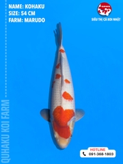 1707 - Kohaku - Marudo - 54cm - 1Y