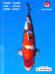 1906 - Sanke - 50cm - Sakai