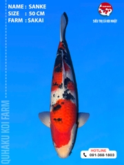1907 - Sanke - 50cm - Sakai