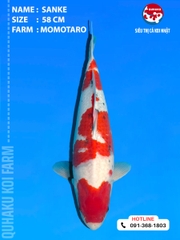 1904 - Sanke - 58cm - Momotaro