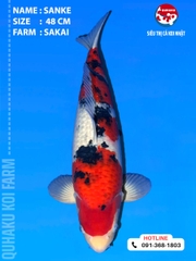 1916 - Sanke - 48cm - Sakai