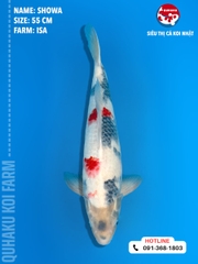 1350 - Showa - Isa - 55cm - 2Y - TD