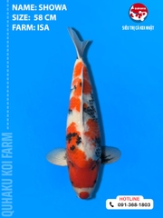 1811 - Showa - Isa - 58cm - 2Y