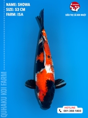 1354 - Showa - Isa - 53cm - 2Y - TD