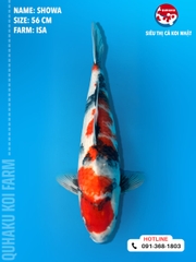 1351 - Showa - Isa - 56cm - 2Y - TD