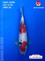 0360 - Showa - Sekiguchi - 56cm - 2Y -  SG02