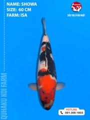 1813 - Showa - Isa - 60cm - 2Y