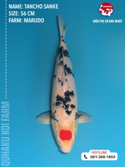 1457 - Tancho Sanke - Marudo  - 56cm