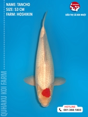 1375 - Tancho - Hoshikin - 53cm - 2Y - TD