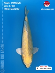 1376 - Yamabuki - Marudo - 67cm - 2Y - TD