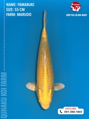 1377 - Yamabuki - Marudo - 55cm - 2Y - TD