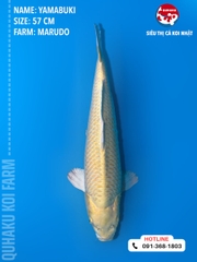 1380 - Yamabuki - Marudo - 57cm - 2Y - TD