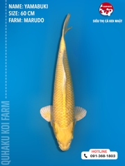 1384 - Yamabuki - Marudo - 60cm - 2Y - TD