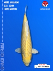 1213 - Yamabuki - Marudo - 60cm - 2Y - SG01