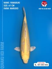 1386 - Yamabuki - Marudo - 61cm - 2Y - TD