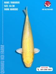 1208 - Yambuki - Marudo - 64cm - 2Y - SG03