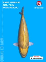 1893 - Yamabuki - Marudo - 75cm - 4Y