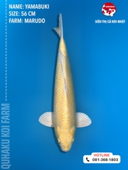 1388 - Yamabuki - Marudo - 56cm - 2Y - TD