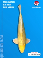 1207 - Yambuki - Marudo - 62cm - 2Y - SG03