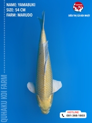 1390 - Yamabuki - Marudo - 54cm - 2Y - TD