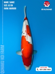 1126 - Sanke - Marudo - 63cm - 3Y - SGST