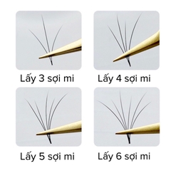 Flash sale-Mi hoa hồng đen / mi hoa sơn trà / mi sole