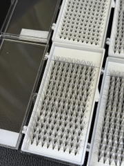 Mi Chùm Cluster Vlash, Wispy, Volume 24D 30D 40D - Hot Trend 2026