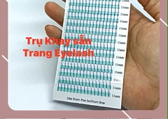 Mi Trụ màu