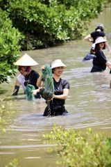 Tour rừng ngập mặn Cát Bà một ngày