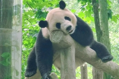 HÀ NỘI - TRÙNG KHÁNH - CỬU TRẠI CÂU - CÔNG VIÊN GẤU TRÚC 6N5Đ