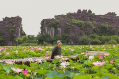 Tour Ninh Bình 1 ngày - Hoa Lư - Tam Cốc - Hang Múa