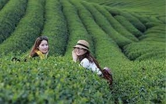 Mộc Châu - Mai Châu / 3 Ngày 2 Đêm từ Hà Nội