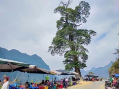Tour Hà Giang 2 Ngày 1 Đêm - Sông Nho Quế -  Tour xe máy