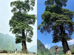 Tour Hà Giang 3 Ngày 2 Đêm từ Hà Nội | Ngủ Đồng Văn + Pả Vi