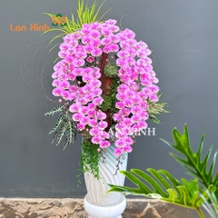 Lan hồ điệp màu hồng cao cấp sảnh tiệc khai trương