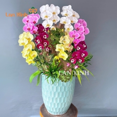 chậu hoa lan hồ điệp 8 cành mix màu cắm kiểu