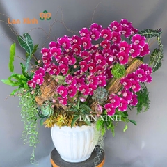 Lan hồ điệp tím đột biến ghép tiểu cảnh - HD609