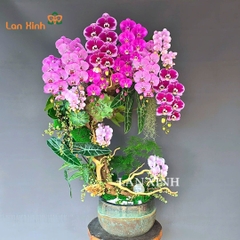 Lan hồ điệp mix màu ghép tiểu cảnh - HD647