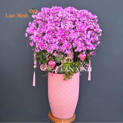 Lan hồ điệp đột biến bản đồ cho đại sảnh tiệc khai trương